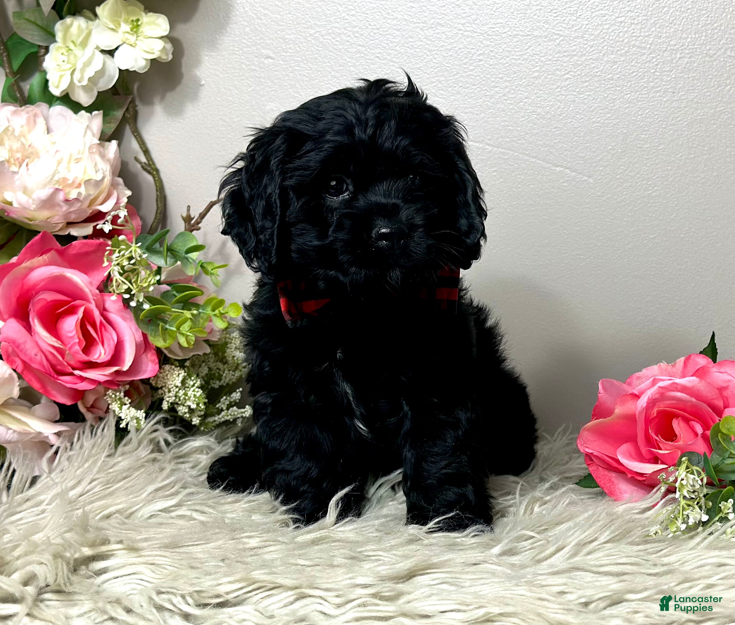 Cocker Spaniel dogs Jack - Ad 2