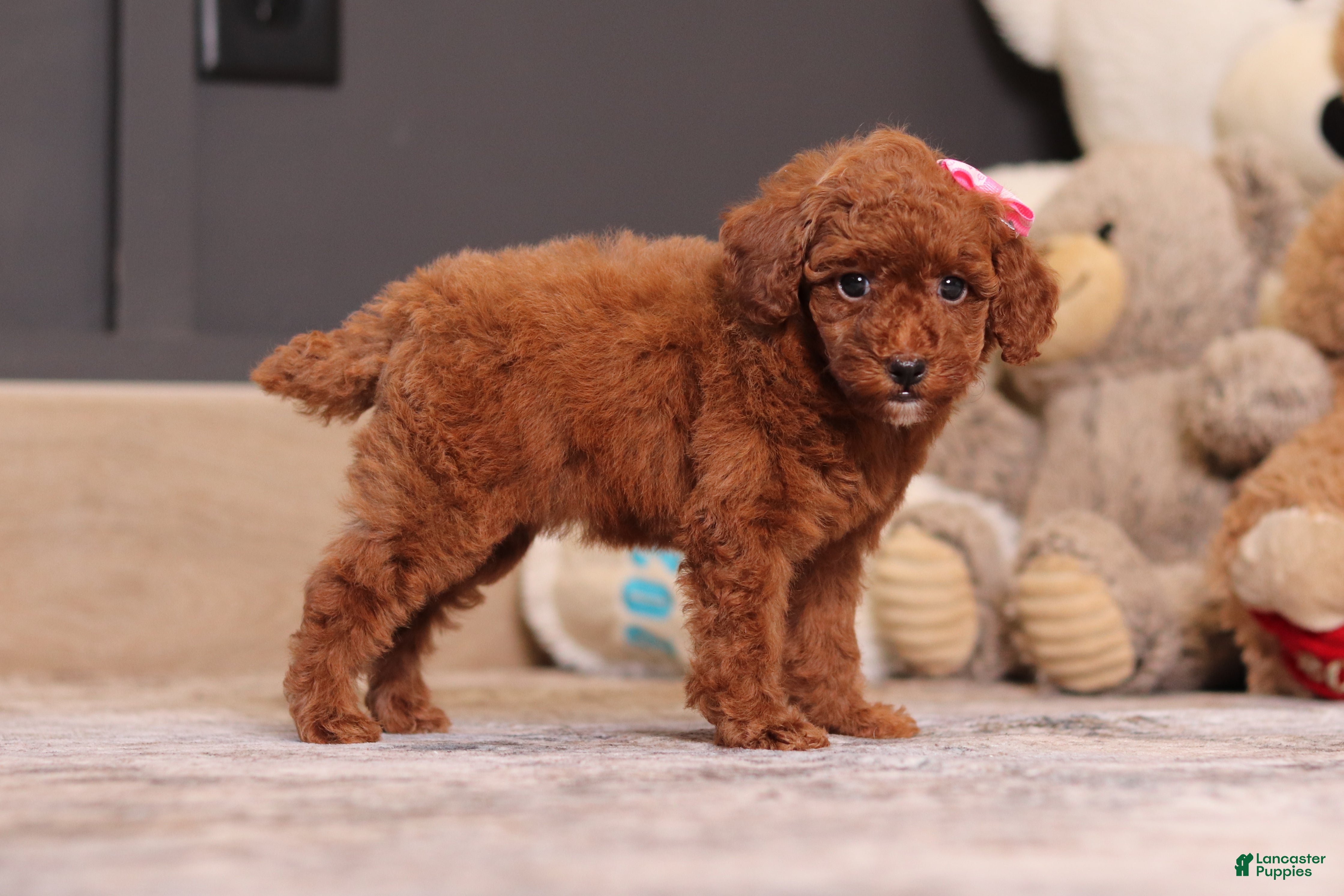Miniature Poodle dogs Valerie - Ad 2