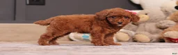 Miniature Poodle dogs for sale: Valerie - Ad 2