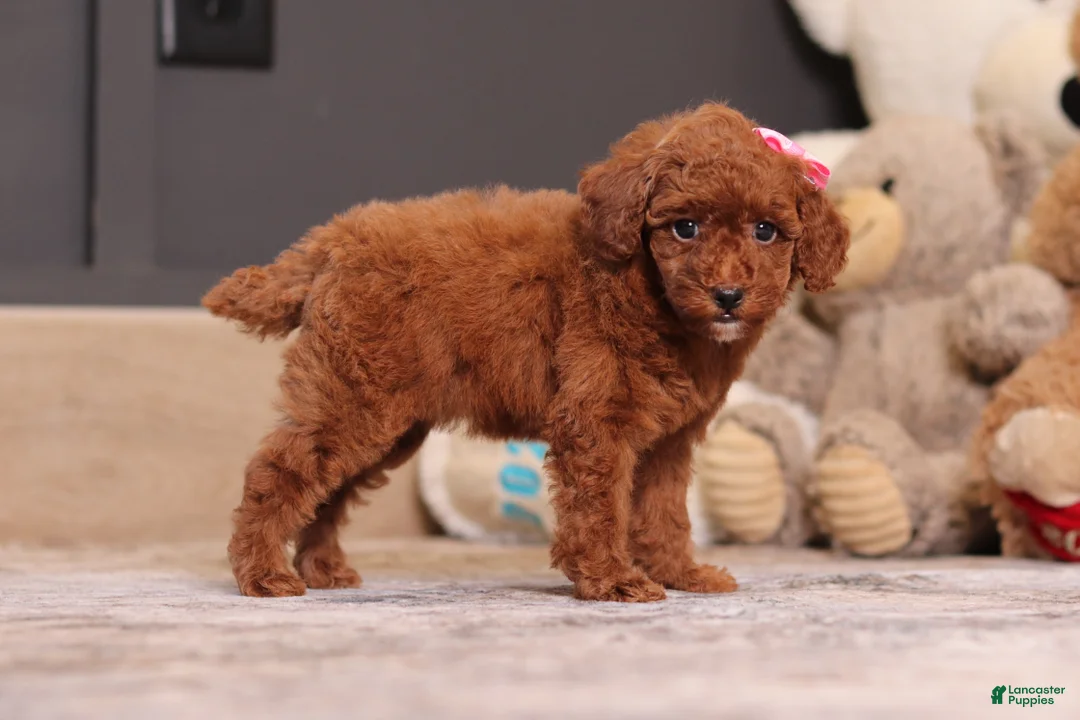 Miniature Poodle dogs for sale: Valerie - Ad 2