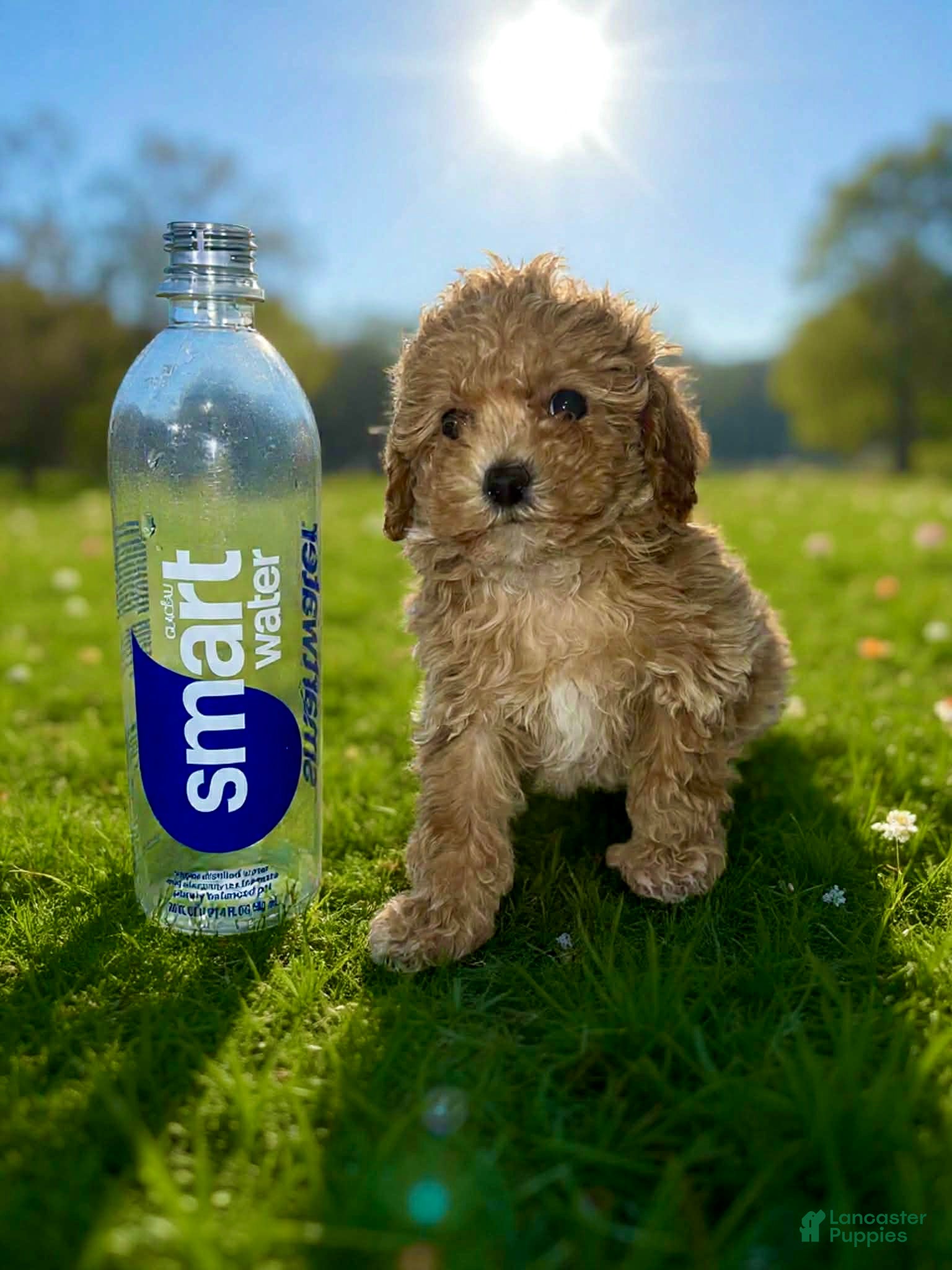 Toy Poodle dogs Tiny - Ad 41