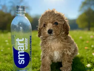 Toy Poodle dogs Tiny - Ad 41