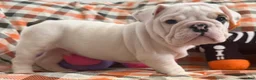 English Bulldog dogs for sale: Dax boy - Ad 2