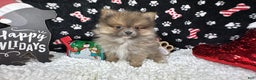 Pomeranian dogs for sale: Pomeranian Puppy 1 - Ad 2