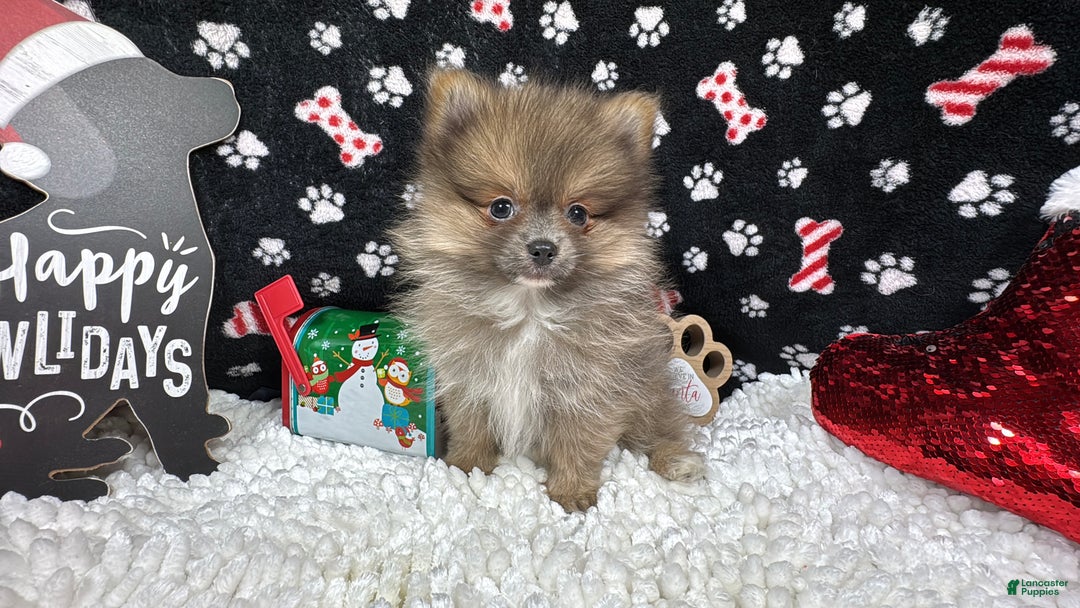 Pomeranian dogs for sale: Pomeranian Puppy 1 - Ad 2