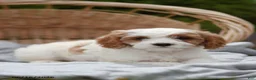 Cavapoo dogs for sale: Macey - Ad 2
