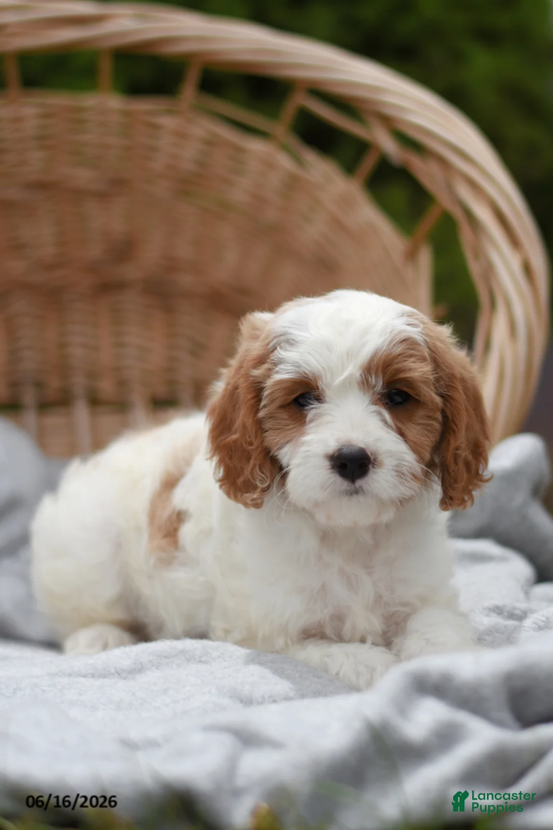Cavapoo dogs for sale: Macey - Ad 2
