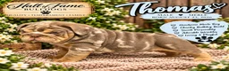 English Bulldog dogs for sale: THOMAS - Ad 3