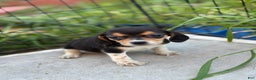 Beagle dogs for sale: August - Ad 5