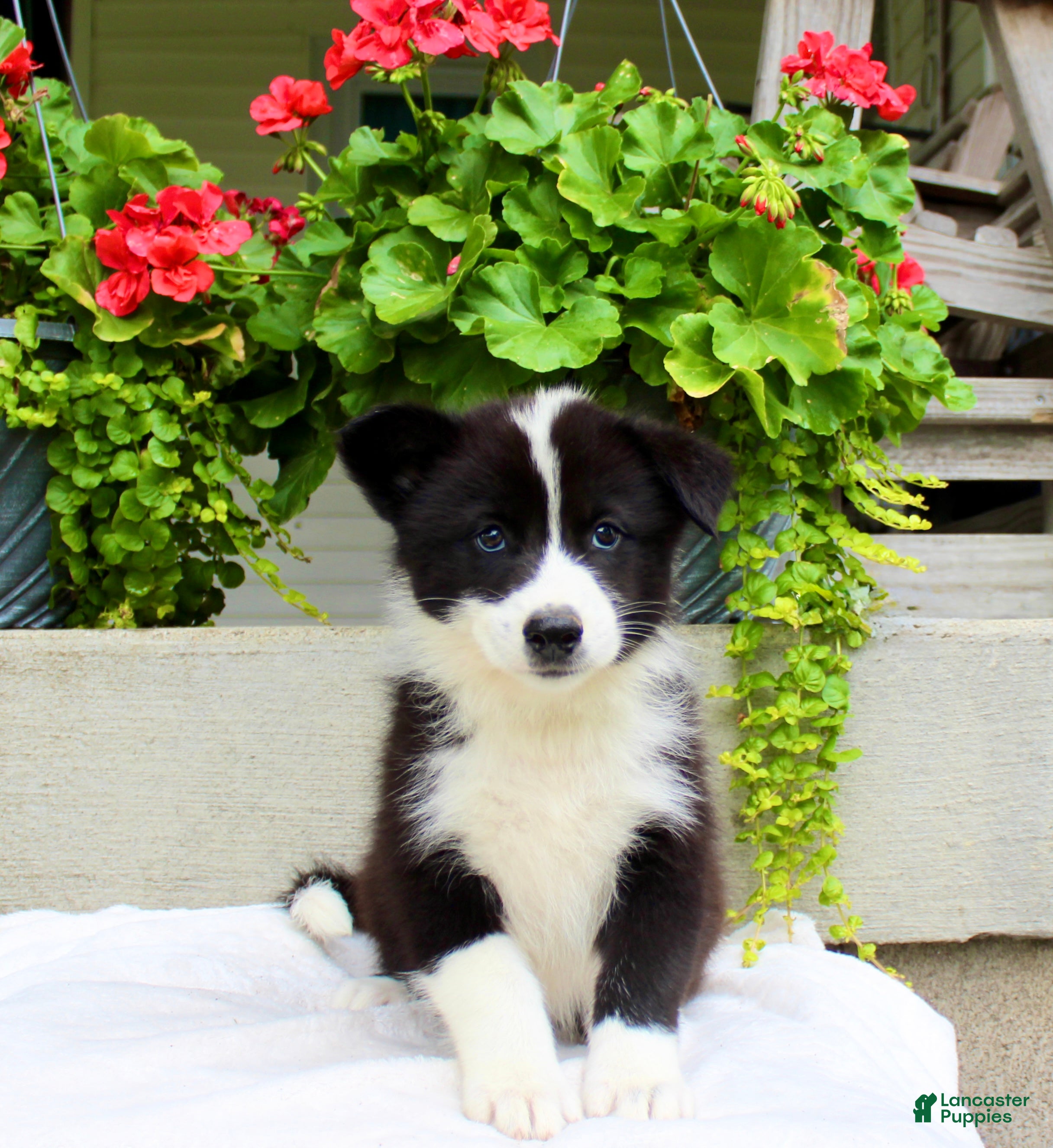 Mixed Breed dogs Luke - Ad 2