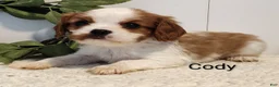 Cavalier King Charles Spaniel dogs for sale: Cody - Ad 3