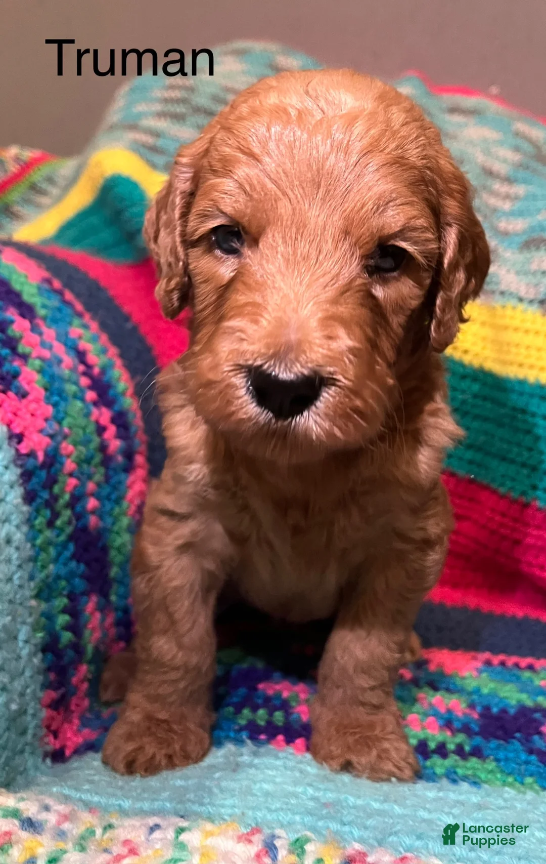 Goldendoodle dogs for sale: Truman - Ad 1