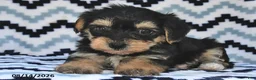 Yorkiepoo dogs for sale: Sunshine - Ad 3