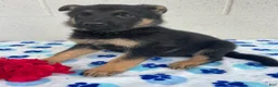 German Shepherd dogs for sale: Preston - Ad 2