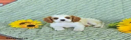 Cavalier King Charles Spaniel dogs for sale: Percy - Ad 3