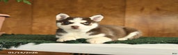 Siberian Husky dogs for sale: Beauty - Ad 2