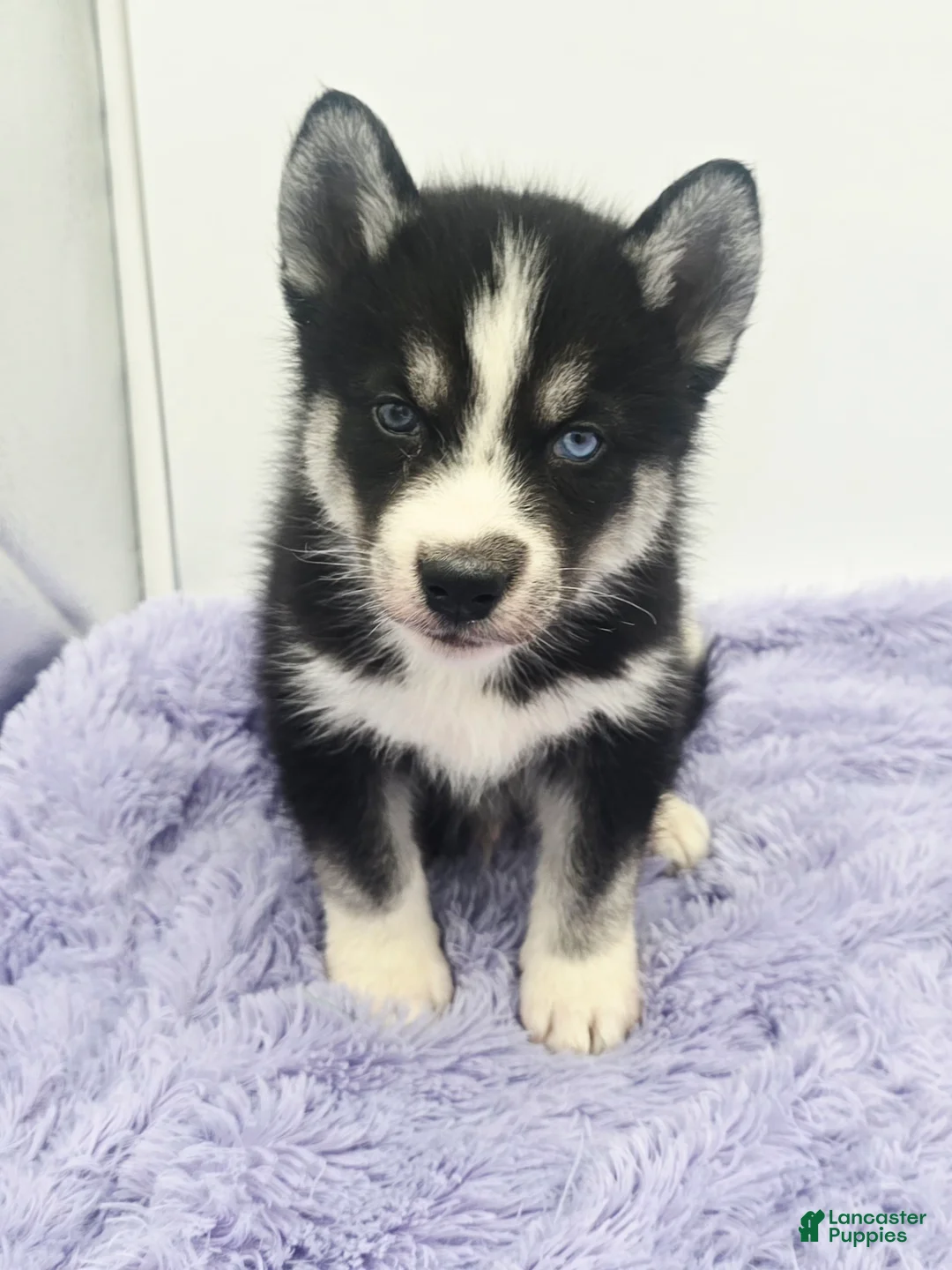 Siberian Husky dogs for sale: Cody - Ad 1