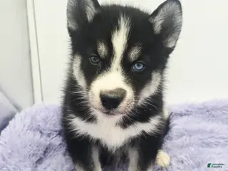 Siberian Husky dogs Cody - Ad 32