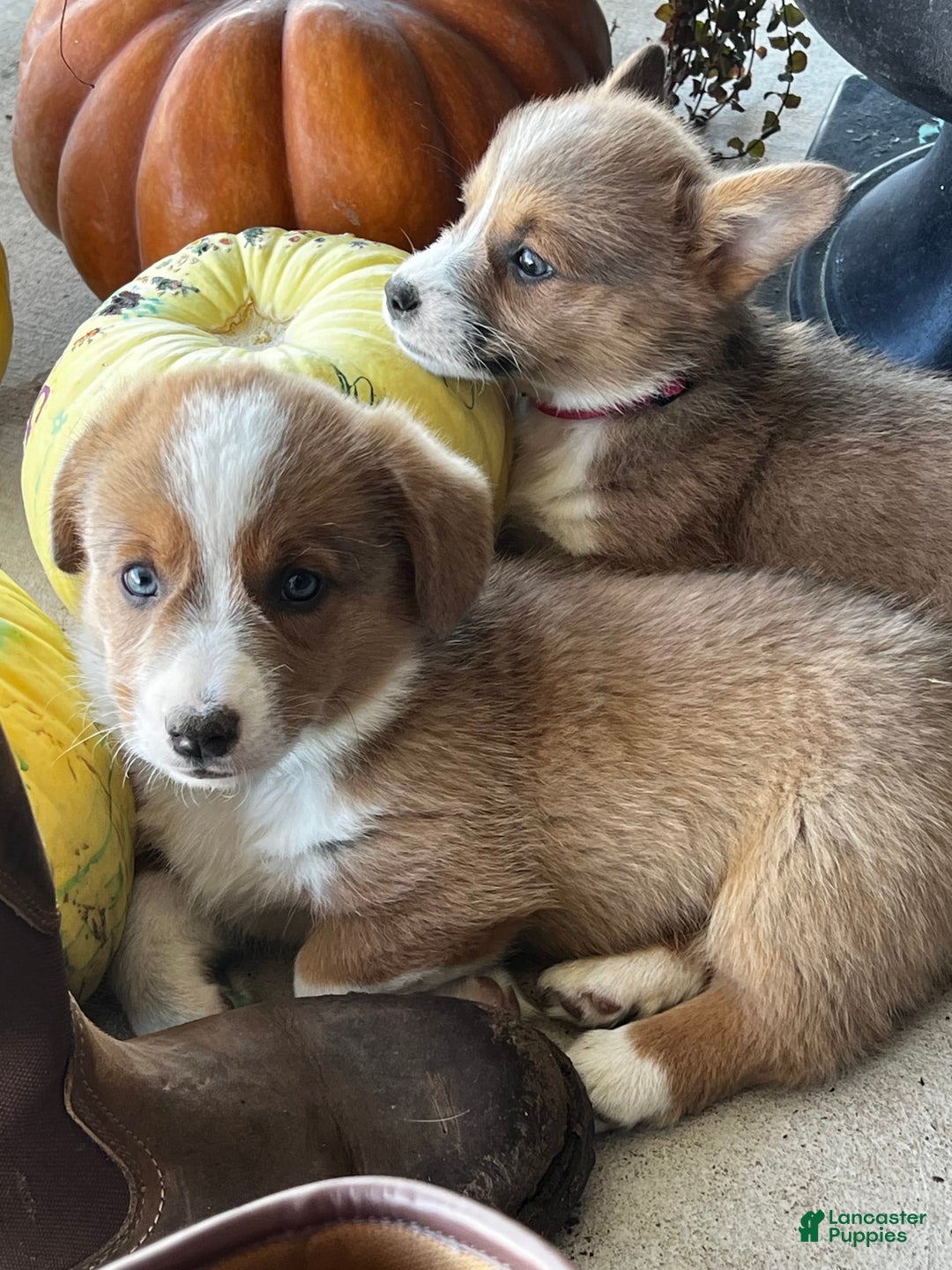 Gallery Image {{count}}