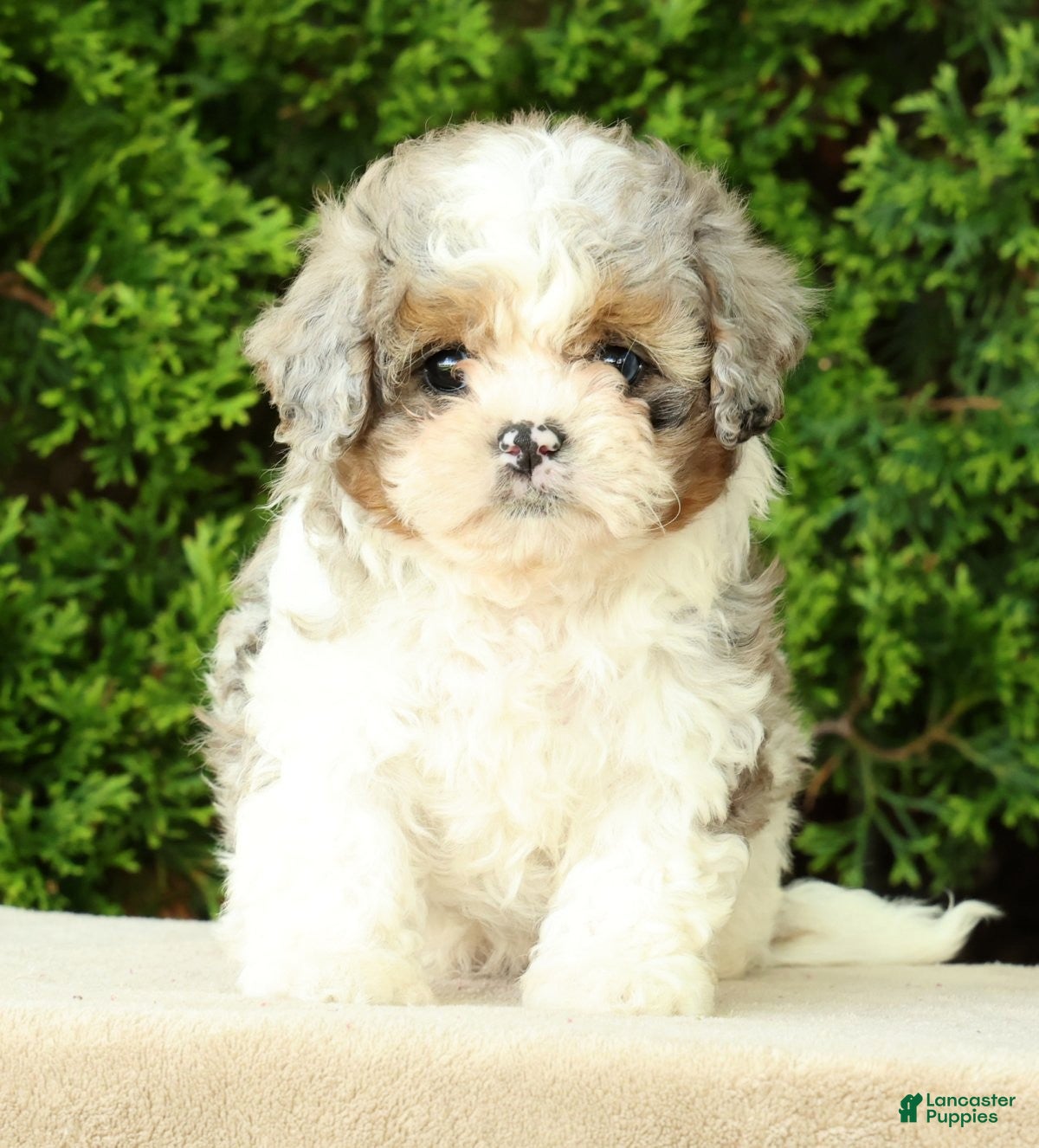 Mixed Breed dogs for sale: Beau - Ad 3