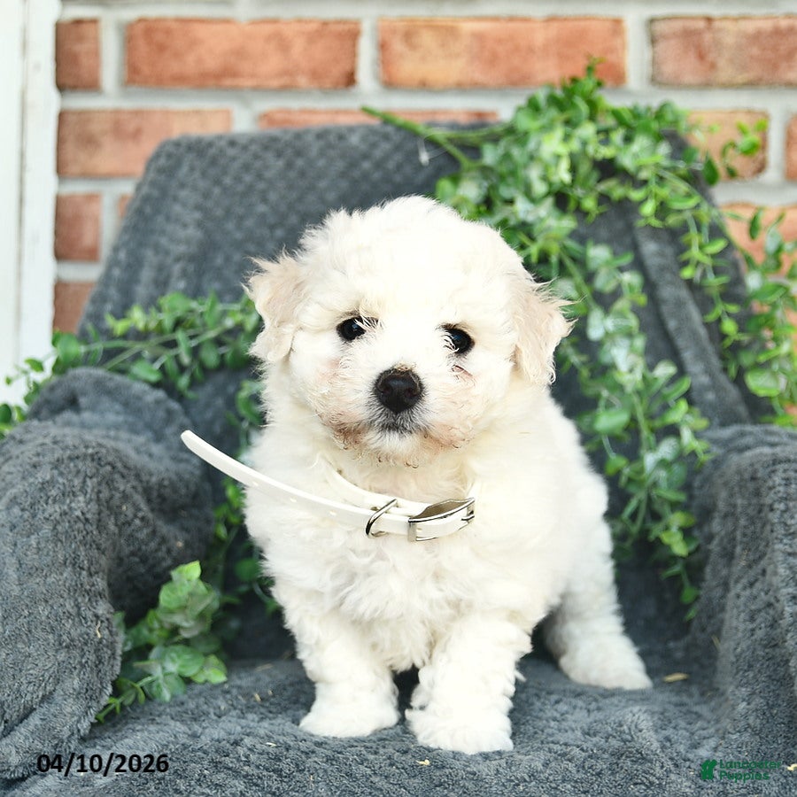 Bichon Frise dogs Sheryl  - Ad 2