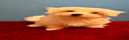 Maltese dogs for sale: Maltese 1 male  - Ad 3