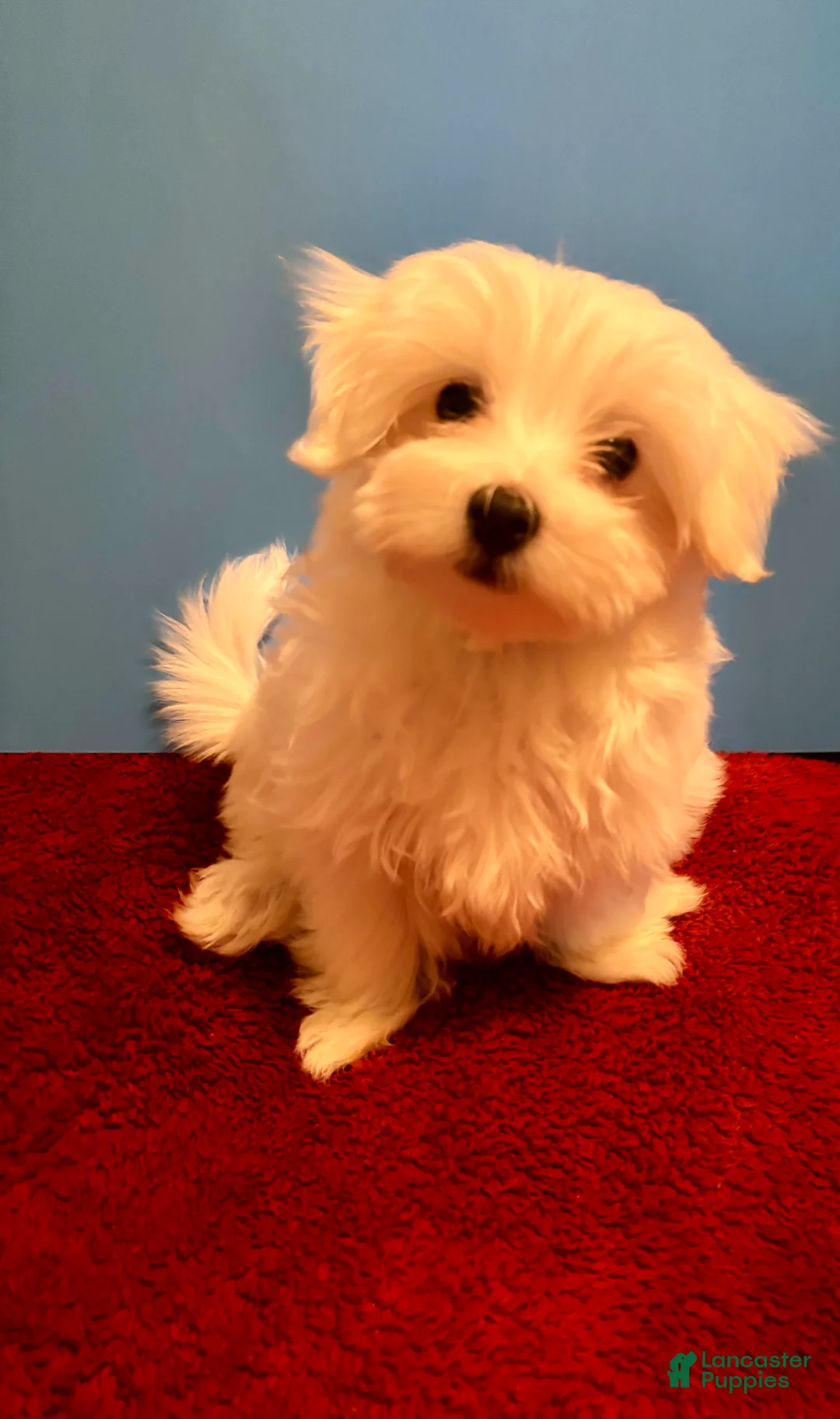 Maltese dogs for sale: Maltese 1 male  - Ad 3