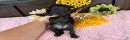 Havapoo dogs for sale: Havapoo 4 - Ad 3