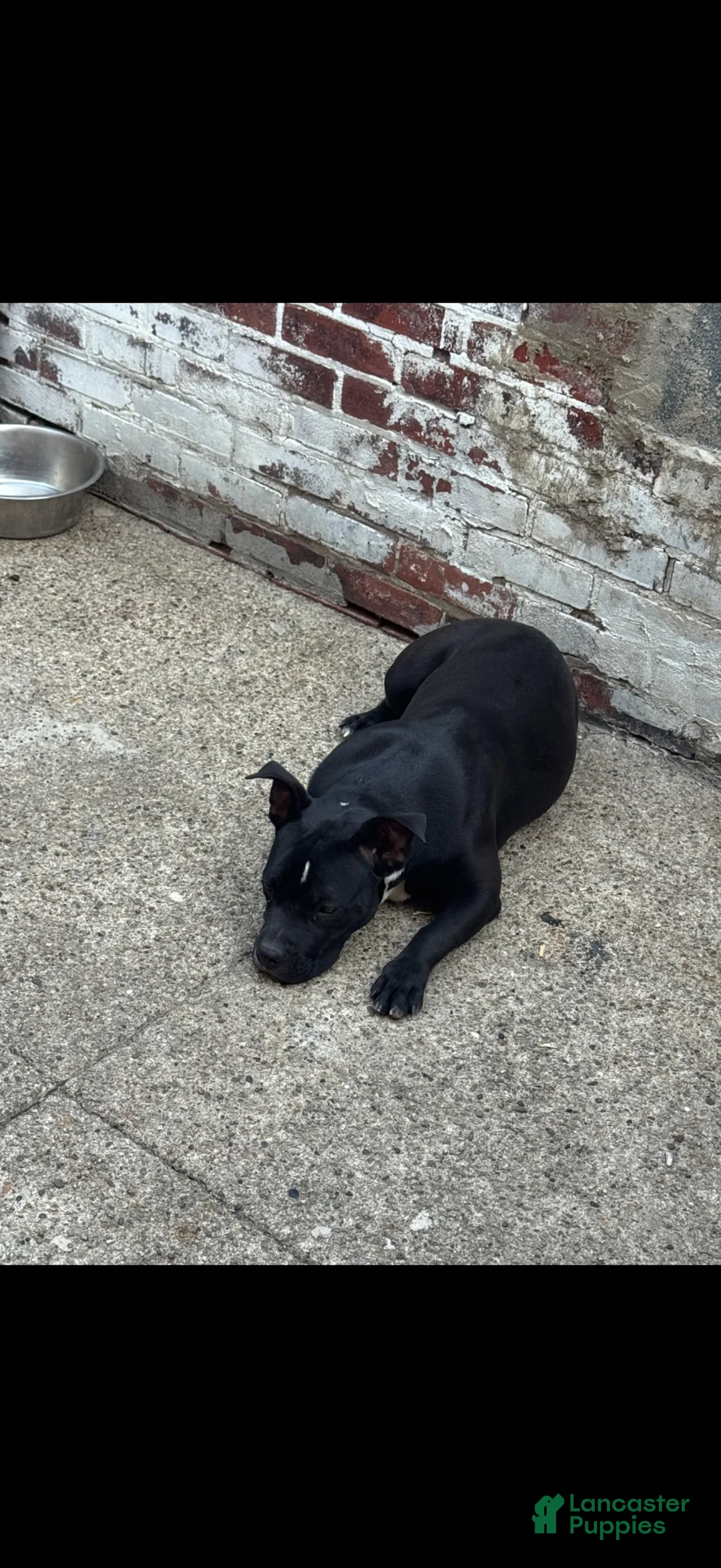 Mixed Breed dogs for sale: Mixed Breed 1 - Ad 2