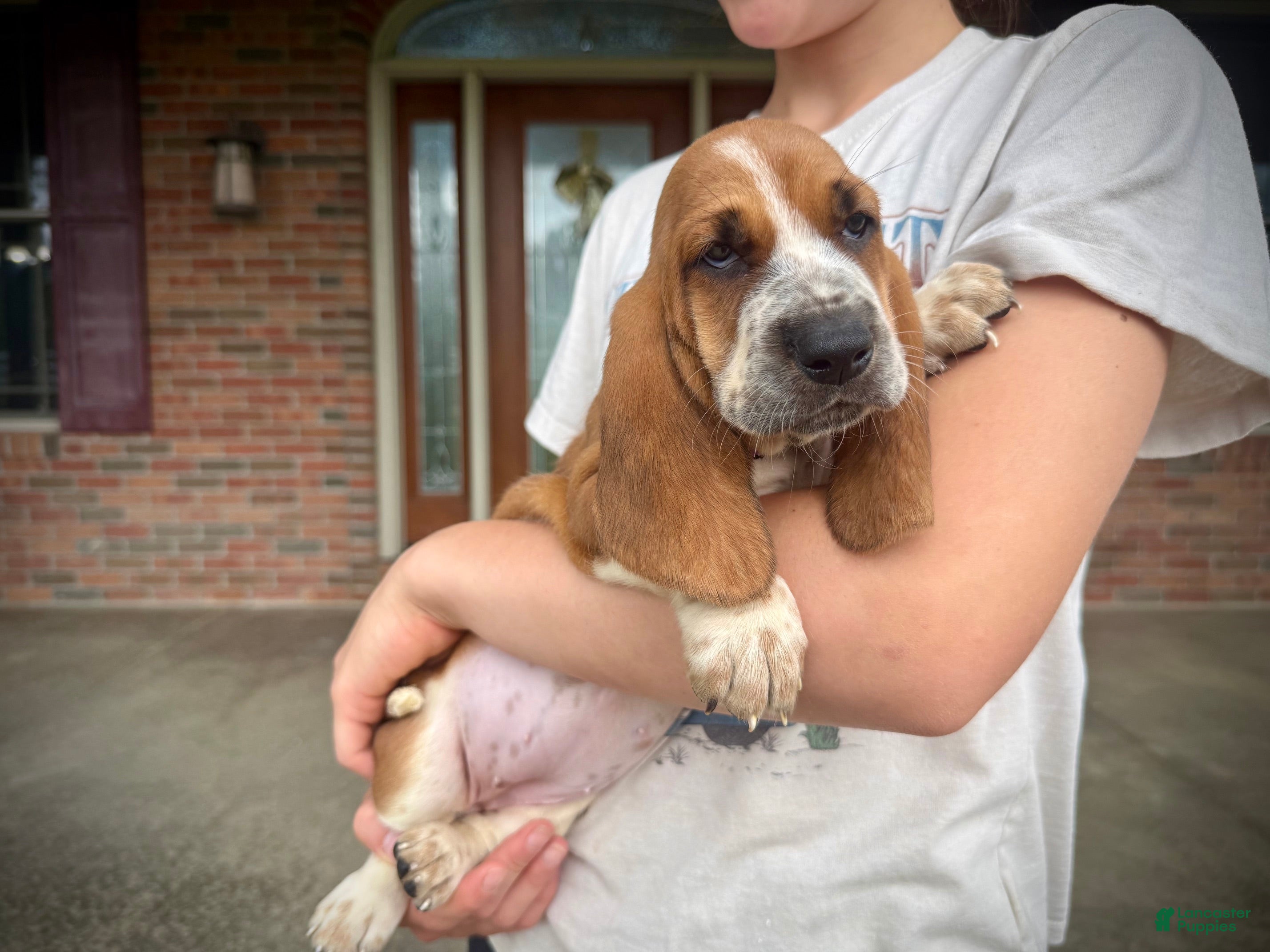 Basset Hound dogs Eva - Ad 2