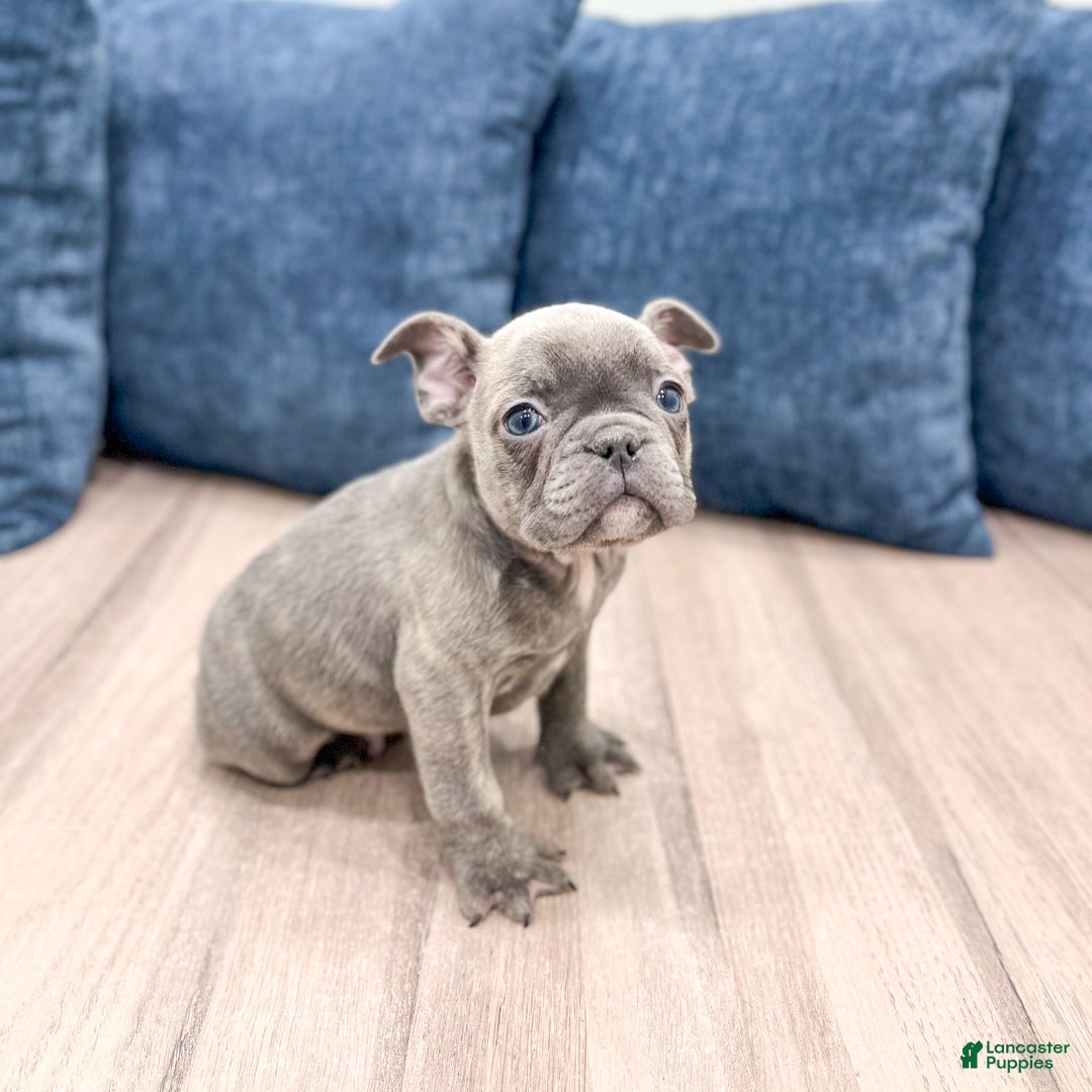 Mixed Breed dogs for sale: Harvey - Ad 1