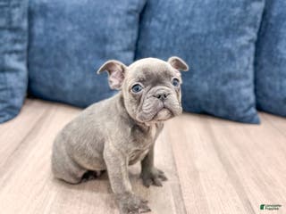 Mixed Breed dogs Harvey - Ad 18