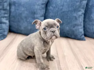 Mixed Breed dogs Harvey - Ad 42