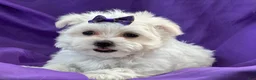Maltese dogs for sale: APRI Maltese - Mochi - Ad 2