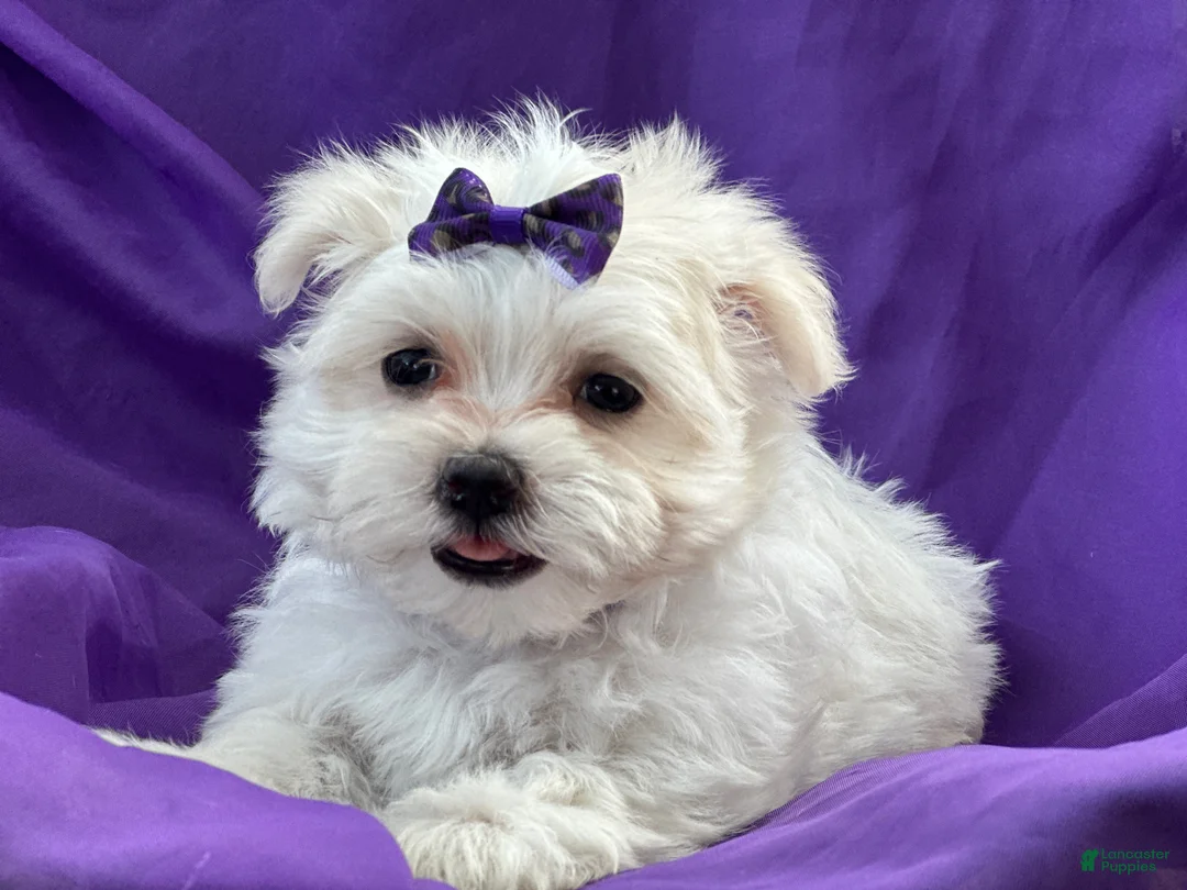 Maltese dogs for sale: APRI Maltese - Mochi - Ad 2