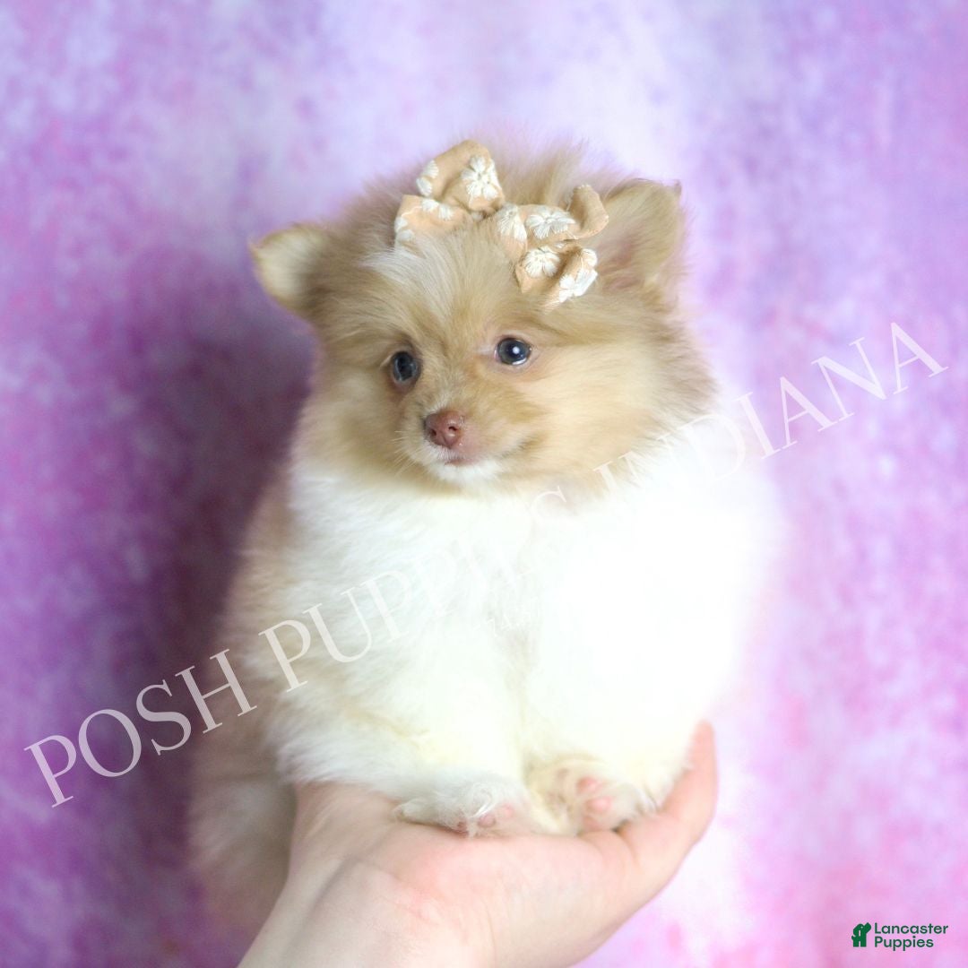 Pomeranian dogs for sale: Ginger - Ad 1