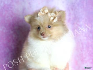 Pomeranian dogs Ginger - Ad 34