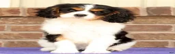 Cavalier King Charles Spaniel dogs for sale: Rosy - Ad 4