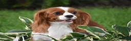 Cavapoo dogs for sale: Carson - Ad 6