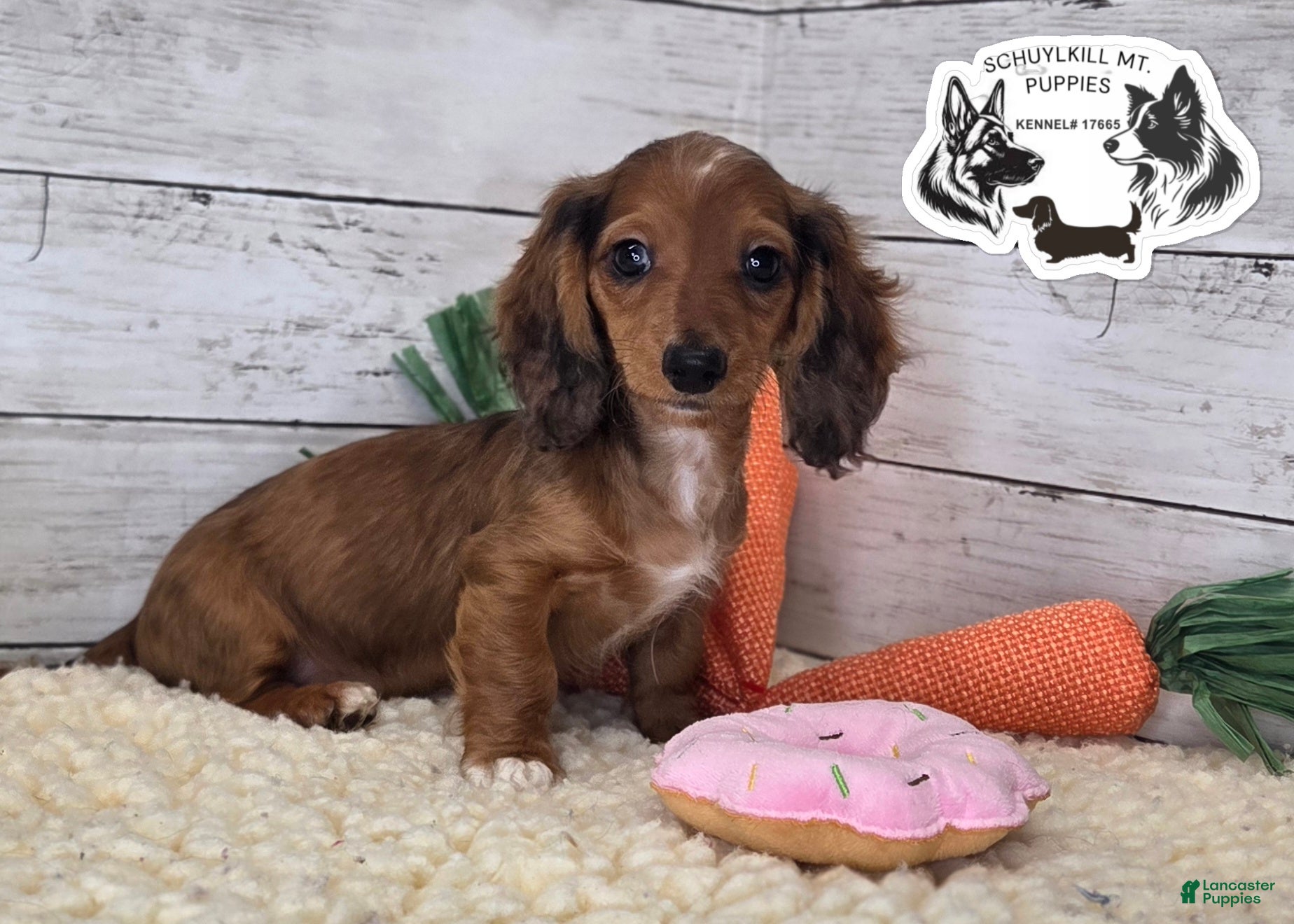 Miniature Dachshund dogs Fay - Ad 27