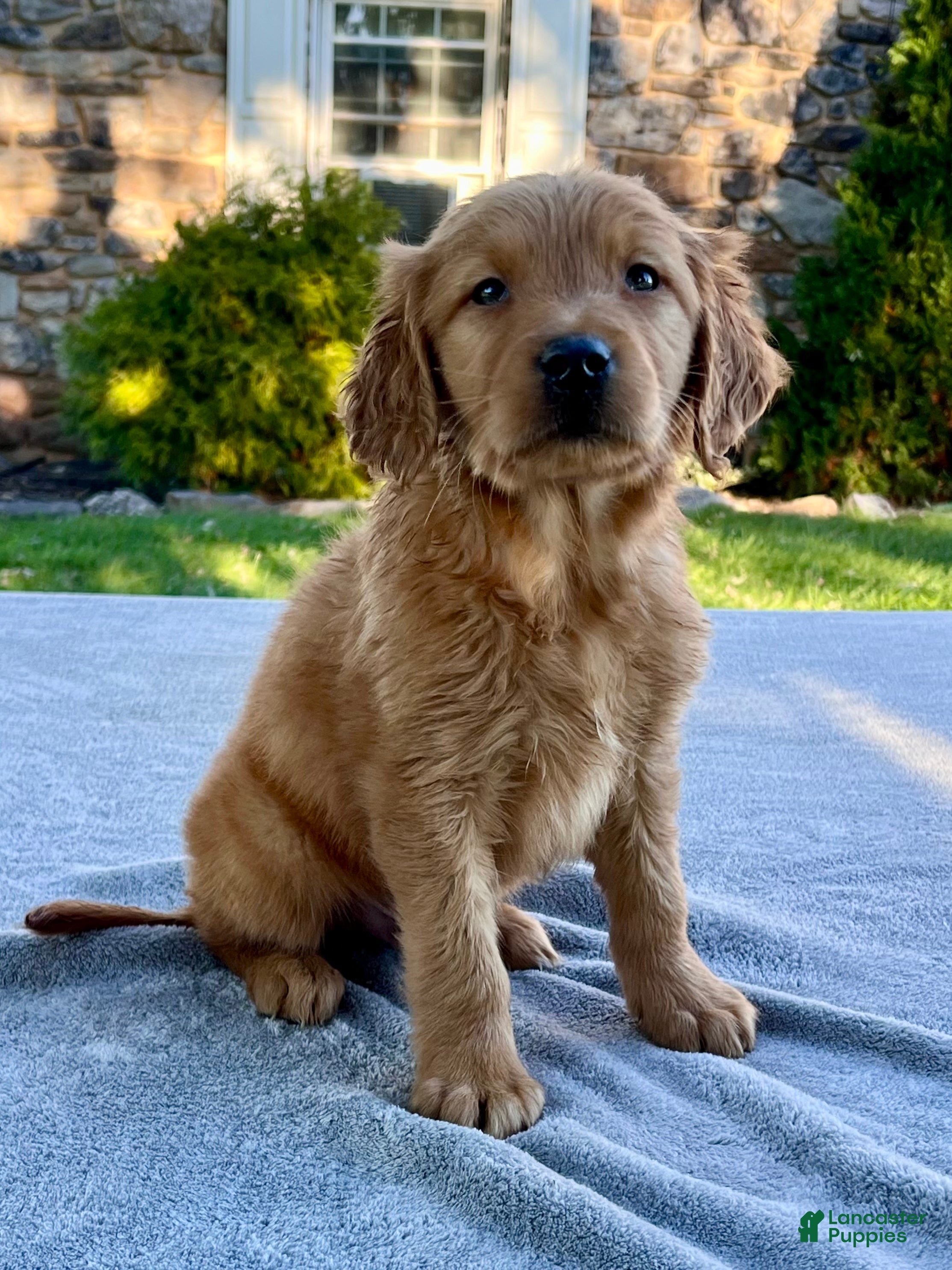 Golden Retriever dogs Link - Ad 2