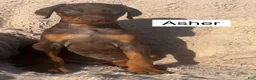 Doberman Pinscher dogs for sale: Asher - Ad 3