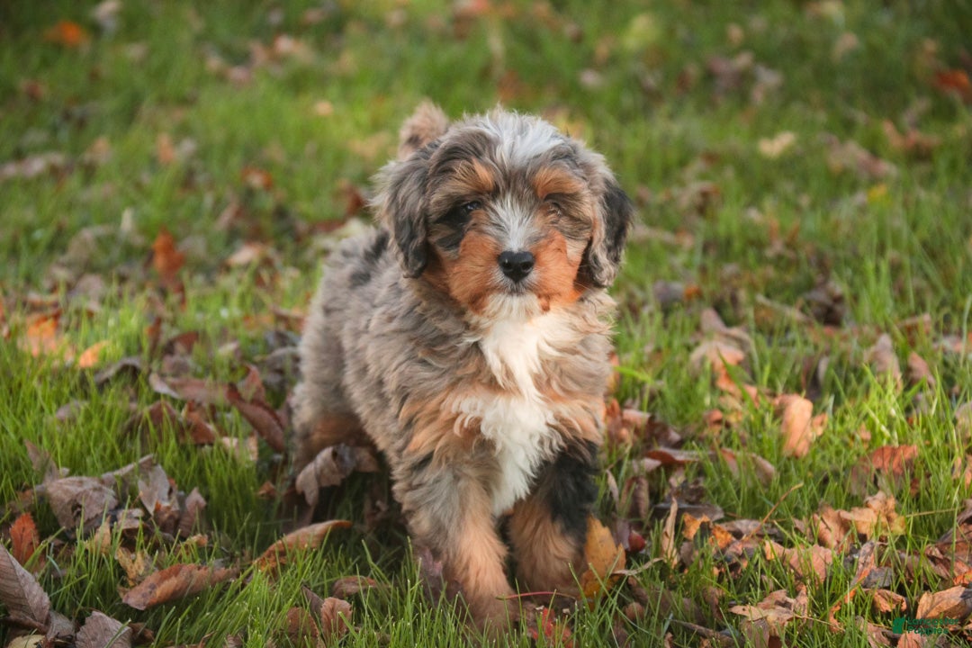 Mini Bernedoodle dogs Colt F1 Mini Bernedoodle  - Ad 1