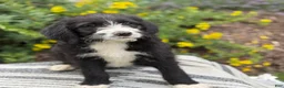 Mixed Breed dogs for sale: Gertie - Ad 10