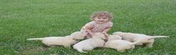 Golden Retriever dogs for sale: FULL AKC Miss Bailey is READY NOW! - Ad 4