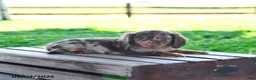 Miniature Dachshund dogs for sale: Shawn  - Ad 3