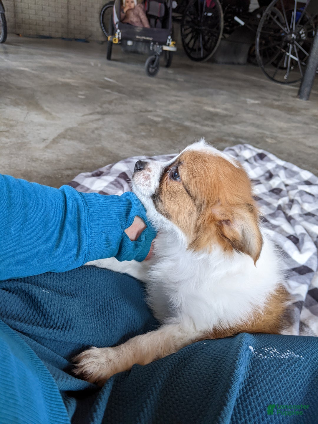 Papillon dogs for sale: Chief  - Ad 3