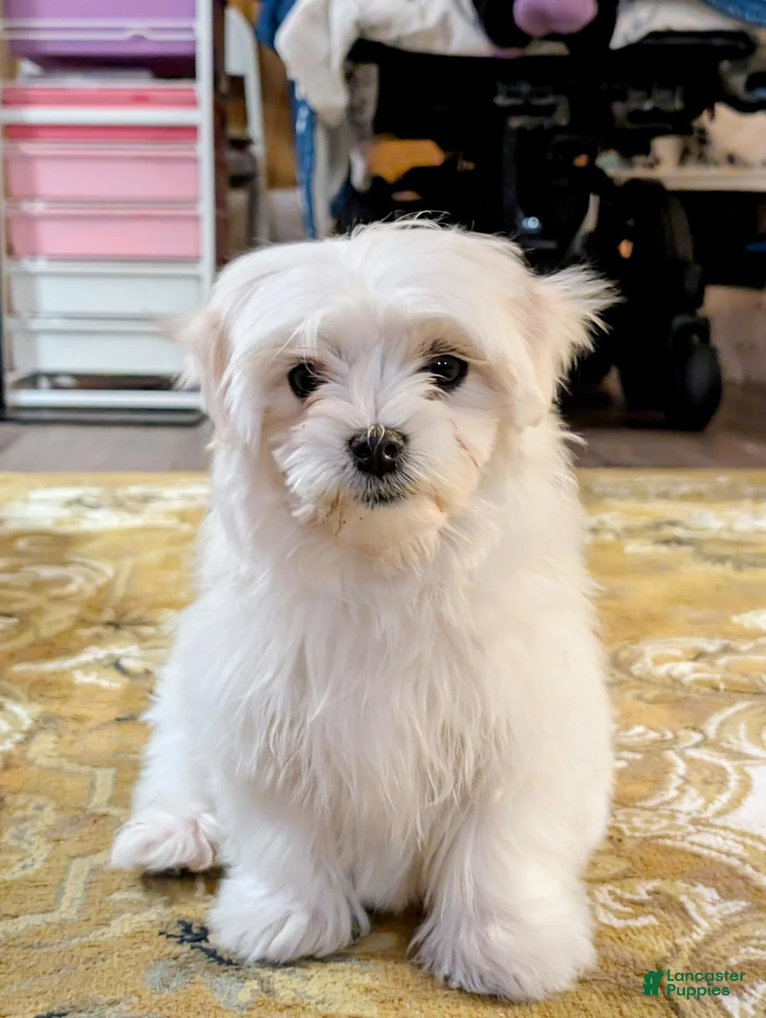 Maltese dogs for sale: Blanco - Ad 2