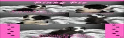 Aussiedoodle dogs for sale: Pinkie Pie (Pink) - Ad 3
