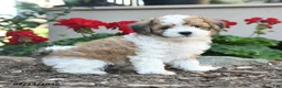 Havapoo dogs for sale: Sheldon - Ad 3